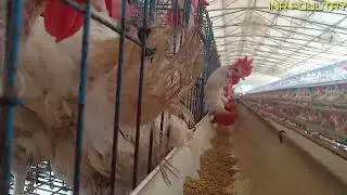 Eggs 101: A Beginner's Guide to Layer Poultry Farming