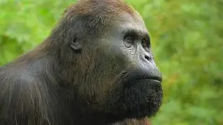 Prehistoric Planet Ice Age [2025] - Gigantopithecus (Kong) Screen Time