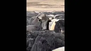 Wild Yak take himself as a  domestic animal  #animals  #Yak #wild #shorts  #tdvideo #domesticanimal