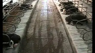 Gel Mat cow mattress vs Pasture Mat & Premium Pad foam  - timelapse comparison