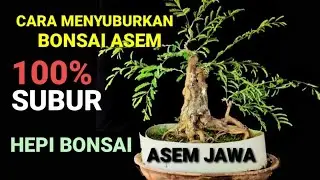 CARA CEPAT MENYUBURKAN BONSAI ASEM JAWA/PEMILIHAN CABANG