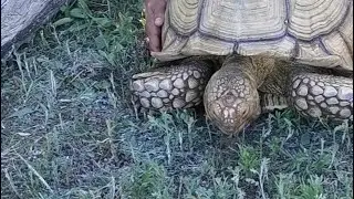 Carrera tortuga vs Perrito chapatim