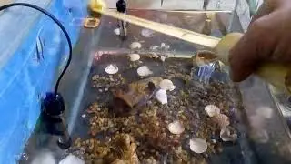 Квок из яблони. Рыбкам хана!