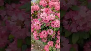 Unglaublich sch&ouml;ne bl&uuml;hende Str&auml;ucher🌸🌸🌸🏵️🏵️🏵️
