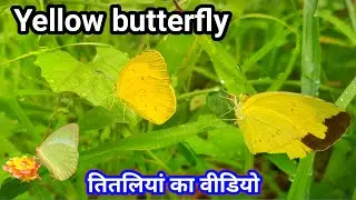 Yellow butterfly I Common Grass yellow butterfly I Chocolate Grass yellow I Butterflies of India