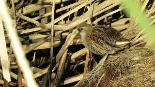 SORA, a secretive marsh bird,  on the Bill Williams National Wildlife Refuge 17JAN2026