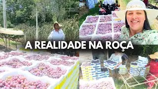 O PARAISO EXISTE🌾 A vida na roça, plantação de uva e churrasco em família