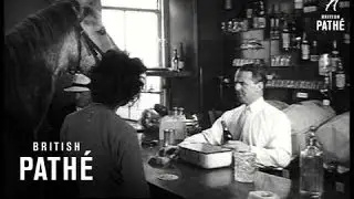 Horse Sense (1950)