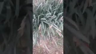 Cviječe