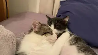 Meet adoptable kittens Stuff & Nonsense! (IDs 72914 & 72913)