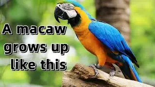 The process of a macaw from a chick to an adult.#parrots