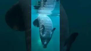 When a baby manatee does a dance during our clear laying tour 😍 #manatee
