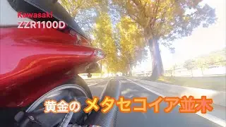 【ZZR1100D】紅葉のメタセコイア並木を見に行こう！【滋賀県高島市】