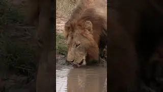 Lion Drinking Water in the Wild 🦁💧 #wildlife #animals #nature #wildanimals #lion  #shorts