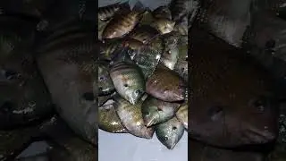 kerala fish | karimeen | pearl spot fish #shorts