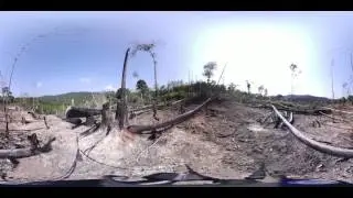 360&deg; View of Illegal Logging in Malaysian Tiger Forest