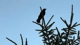 Flavourful Footprints is live!  Live nature walk in Caledon Canada 🇨🇦  / scenic Ontario Trail