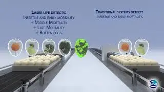 Laser Life, Candling System | Ceva Indonesia