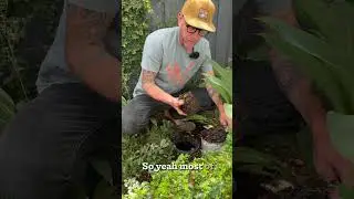 Harvesting Compost from a Wormly in-ground worm farm.