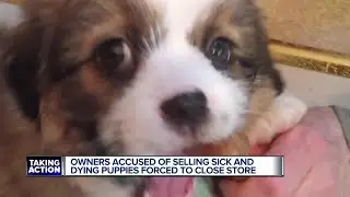 Mount Clemens pet store closing after being accused of selling sick dogs