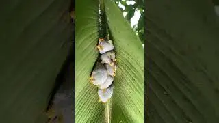 Cute piggy like animal in Costa Rica - Honduran white bat #nature #bat #wildlife