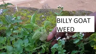 Billy Goat Weed,a vital weed,Namirembe herb II Nalongo Anita
