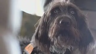 This dog sniffs out mold, protecting families from mold-borne illnesses