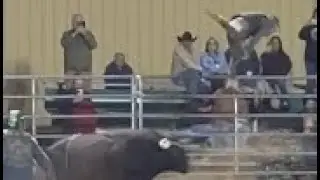 This Bull is playing NO games!!!