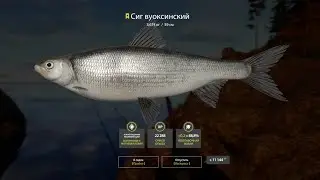 Русская рыбалка 4. Russian fishing 4. оз. Ладожское. Сиги трофеи. whitefish trophy
