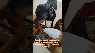 Deep Security check by Me🐕🐶#dog #trending #trendingshorts #rottweiler #pets #love