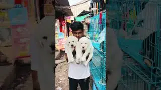 #labrador #puppy #dogbreed #pets #dog #subscribe #labradorretriever #viralshorts #foryou