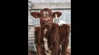 Country Rap Type Beat - 