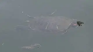 Japan | Turtle swimming in relaxed mode
