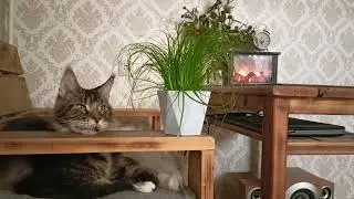 Opposite, Cooking Dinner🔥🐯#subscribe #cat #cats