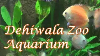 The aquarium, Dehiwala Zoo