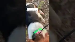 Catch & retrieve: fast beagles in action! #walnutcreekkennels