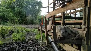 Burung ruak ruak di spot kandang kerbau 