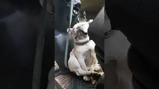 Interesting sleeping positions of dogs💤😂 #dog#funny#funnyanimals#funnypets#animals&nbsp;&nbsp;#longervideos