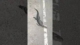 You know you are country when you get excited about the roadkill!