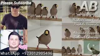 Masked Grass Finch | Peophila Personata | Breeder Alexander Steppeler Germany | Mask Finch