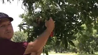 Late Season Pecan Management
