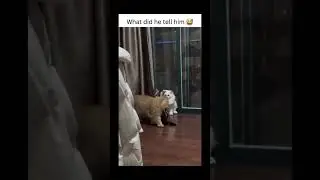 those darn #cats #catshorts #catsofyoutube #catslover