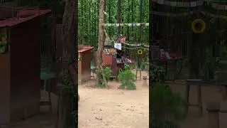 Chiyabagan Butwal Best place for tea lovers and nature lovers #travel #tealover #butwal