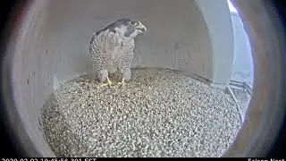Peregrine Falcon Pair Bonding