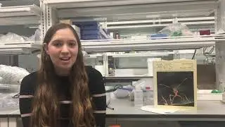 A call to research: Turtle Ants&rsquo; threatened Cerrado biome