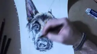 German Shepherd Timelapse Drawing