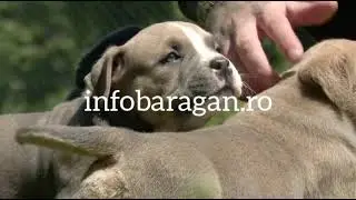 Buzoianul care și-a transformat pasiunea pentru 