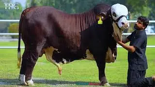 Qurbani 2027 | Adam Surti Bhai&rsquo;s Elite Braford Bull Sacrifice for Allah ﷻ