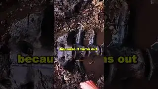 Joe Rogan Reacts to Woolly Mammoth BONE SHOCKER Discovery in Alaska!