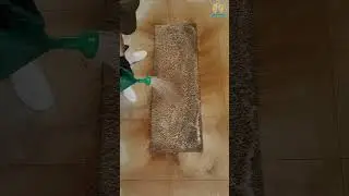 Amazing Flooded Carpet Cleaning Transformation -ASMR Satisfying RUG CLEANING#shorts